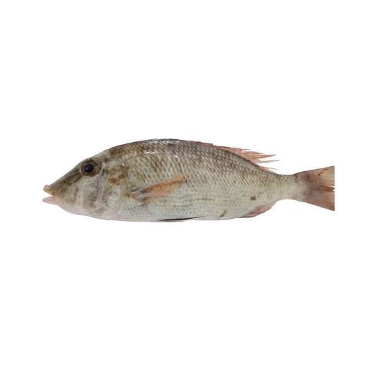 Picture of Fresh Sheri Emperor Fish